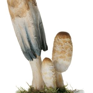 Shaggy Ink Cap