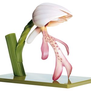 Military Orchid, Flower