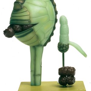 Male Fern - Spore Formation