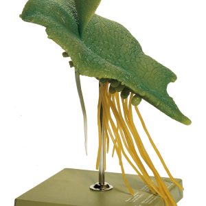 Male Fern - Prothallium