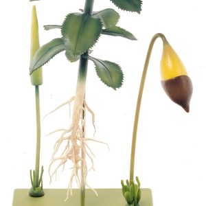 Moss, Gametophyte With Sporophyte