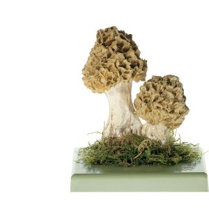 Yellow Morel