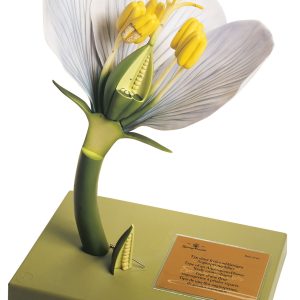 Example of a Not United Perianth of an Angiosperm Flower