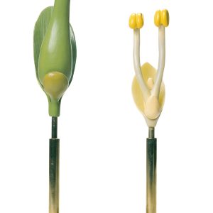 Willow Flower, Male and Female