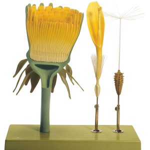 Dandelion, Inflorescence, Individual Blossom and Fruit