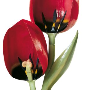 Garden Tulip, Flower