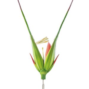 Rye Spikelet
