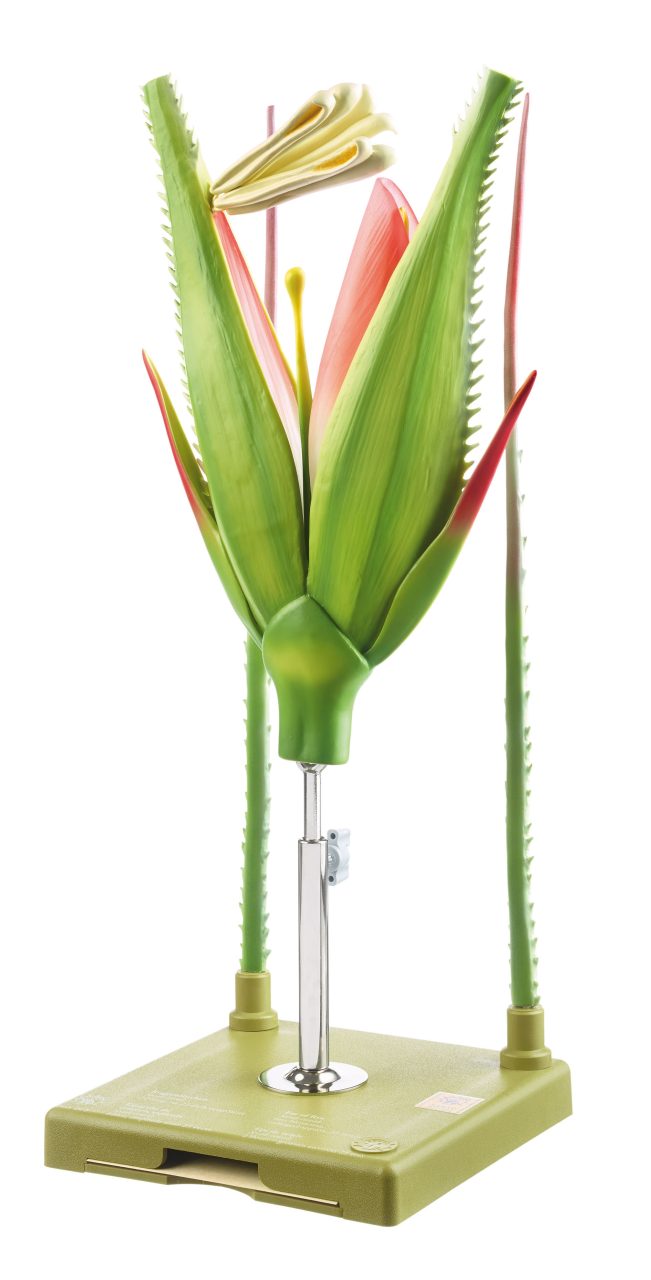 Rye Spikelet
