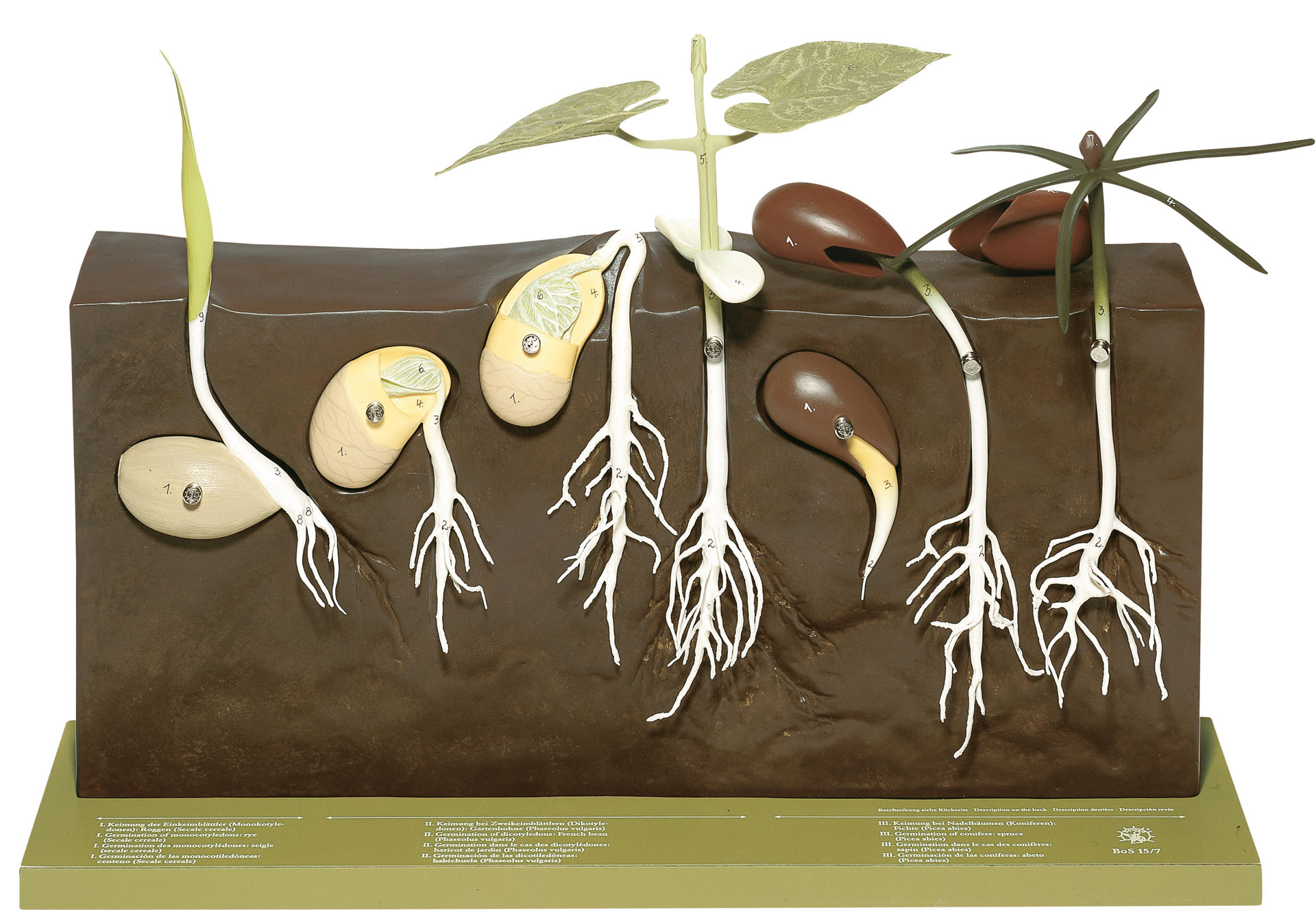 Model Showing Germination