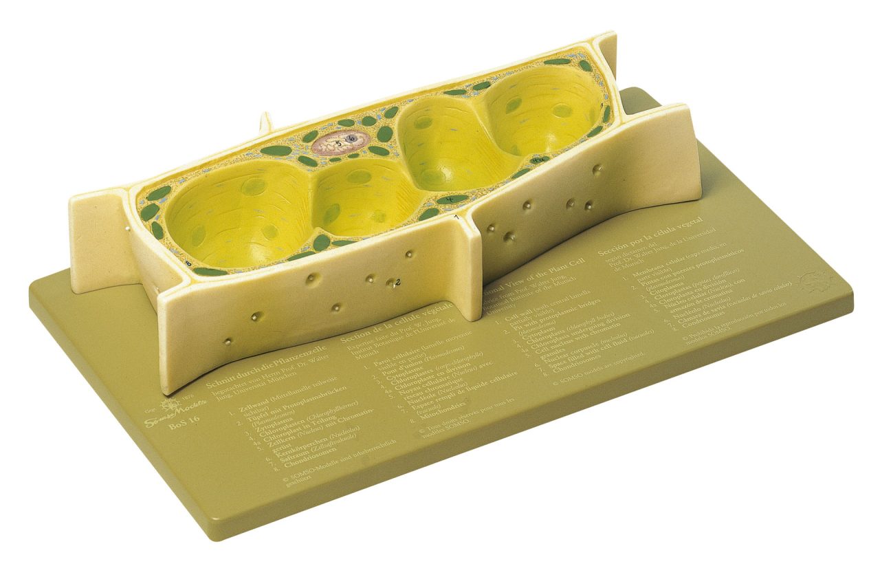 Plant Cell - Enlarged 3000 Times
