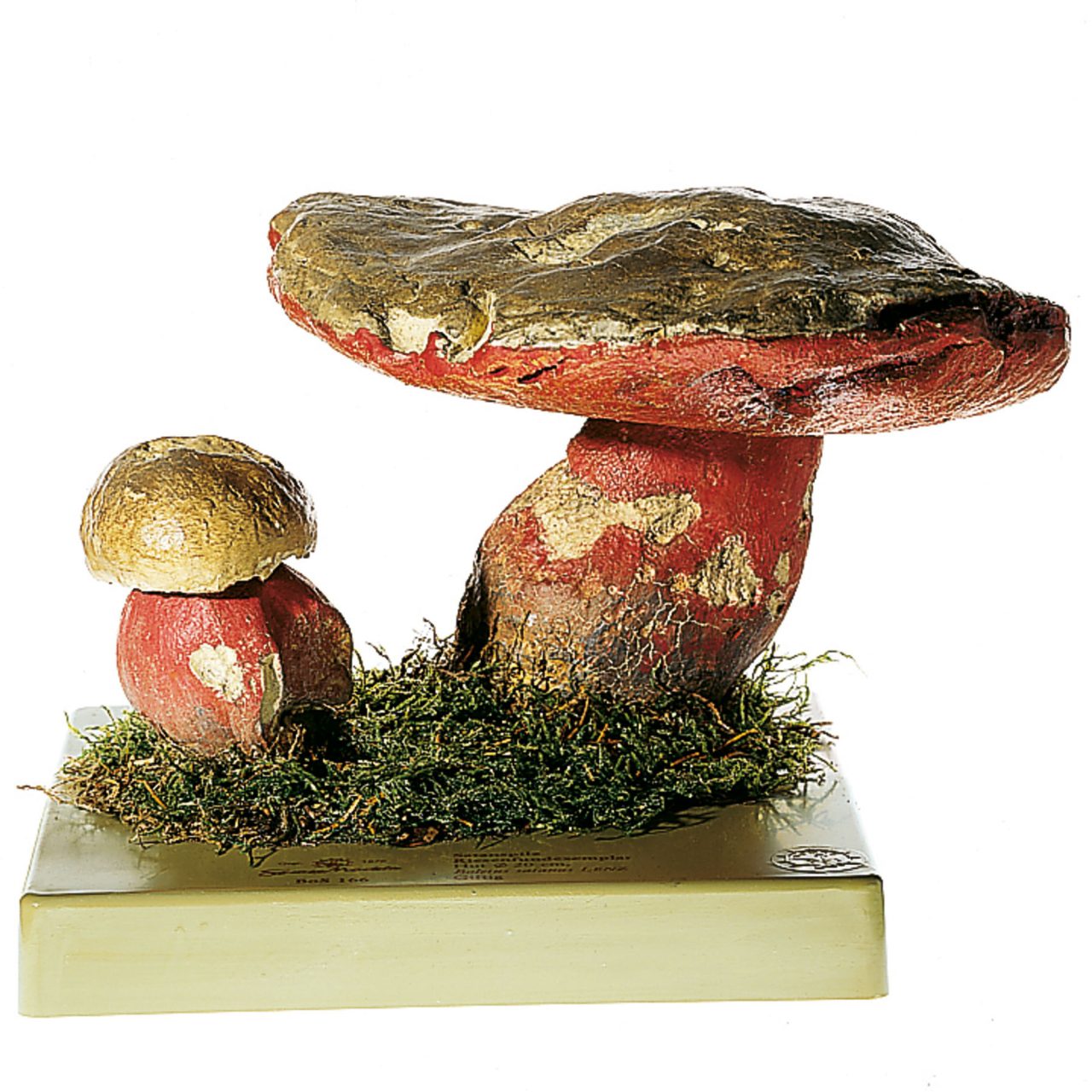 Devil's Bolete