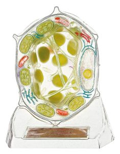 Plant Cell - Enlarged 6000 Times
