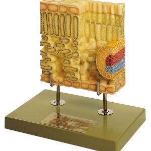 Section Through a Christmas Rose Leaf