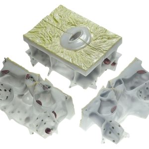 Stoma From the Lower Surface of a Christmas Rose Leaf