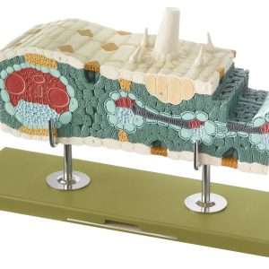 Maize Leaf in Longitudinal and Cross Section