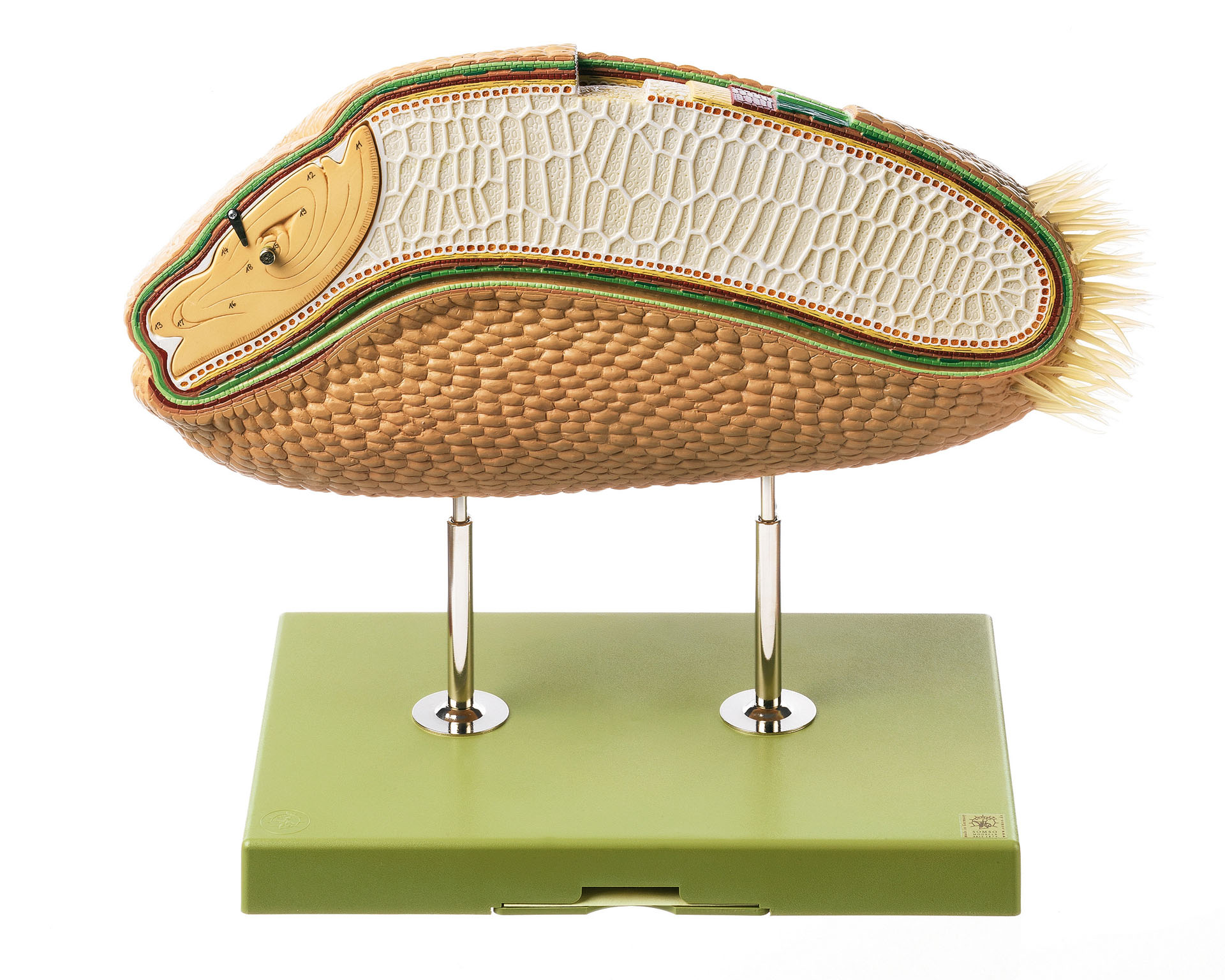 Model of a Wheat Grain Cross Section