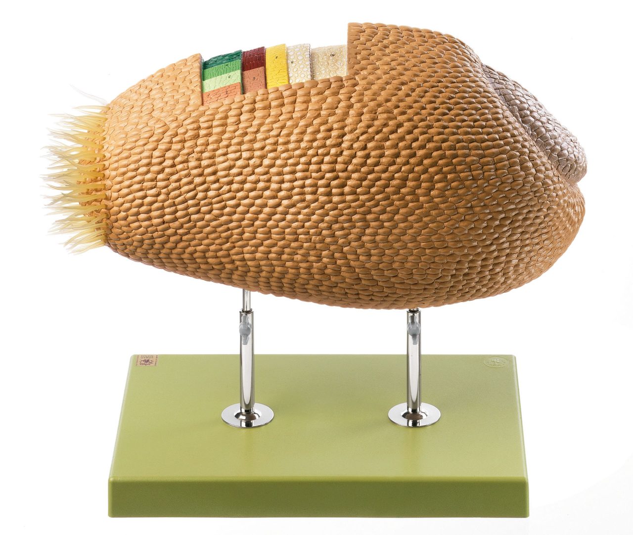 Model of a Wheat Grain Cross Section