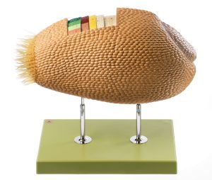 Model of a Wheat Grain Cross Section