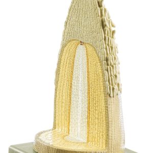 Root Tip of a Monocotyledonous Plant in Longitudinal and Cross Section