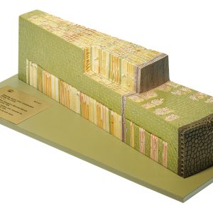 Section Through a Two-year-old Twig of the Lime Tree