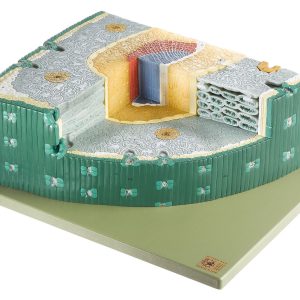Needle Leaf of the Black Pine (Cross and Longitudinal Sections)