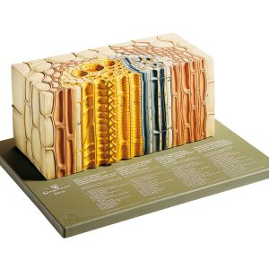 Open Collateral Vascular Bundle