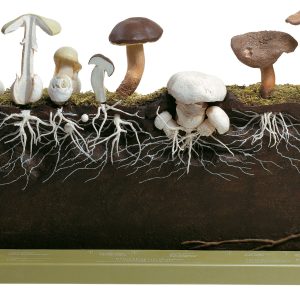 Development of Hat Fungi