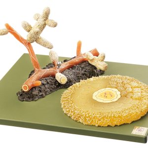 Scots Pine Mycorrhiza