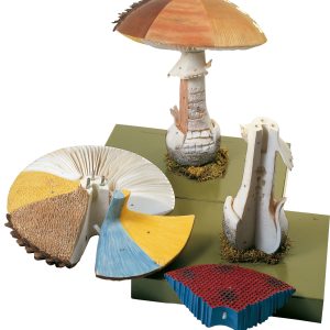 Structure of Hat Fungi