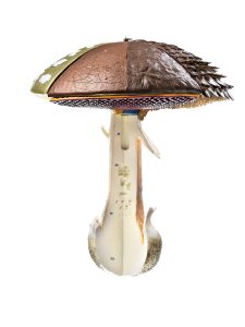 Structure of Hat Fungi