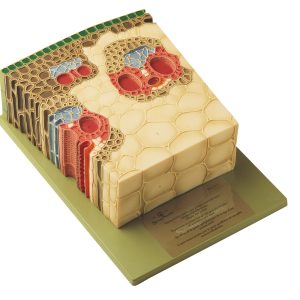 Section Through the Peripheral Part of a Monocotyle Stem