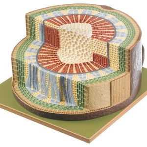 Section Through the Wood (Stem) a One Year Old Dicotyledonous Plant