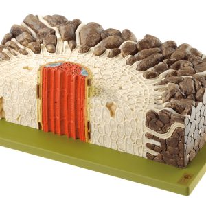 Young Root of the Meadow Buttercup