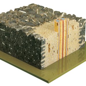 Young Root of the Buttercup