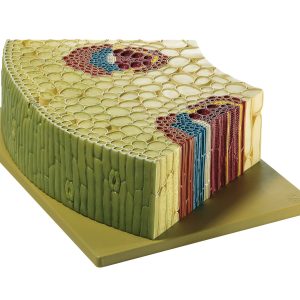 Section Through the Peripheral Part of the Stem of the Creeping Buttercup