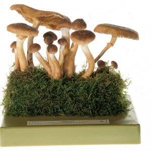 Honey Fungus