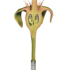 Apple Blossom - Longitudinal Section of the Ovary