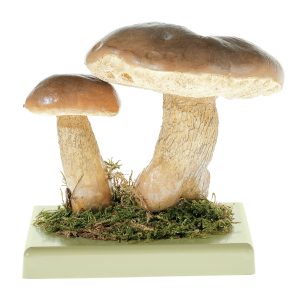 Bitter Bolete
