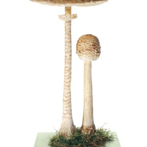 Parasol Mushroom