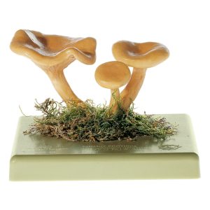 False Chanterelle