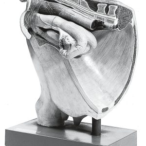 Cow - Female Pelvis Without Fetus