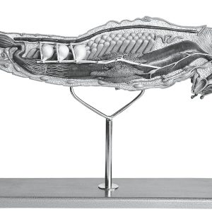 Model of the Egyptian Migratory Locust, Female