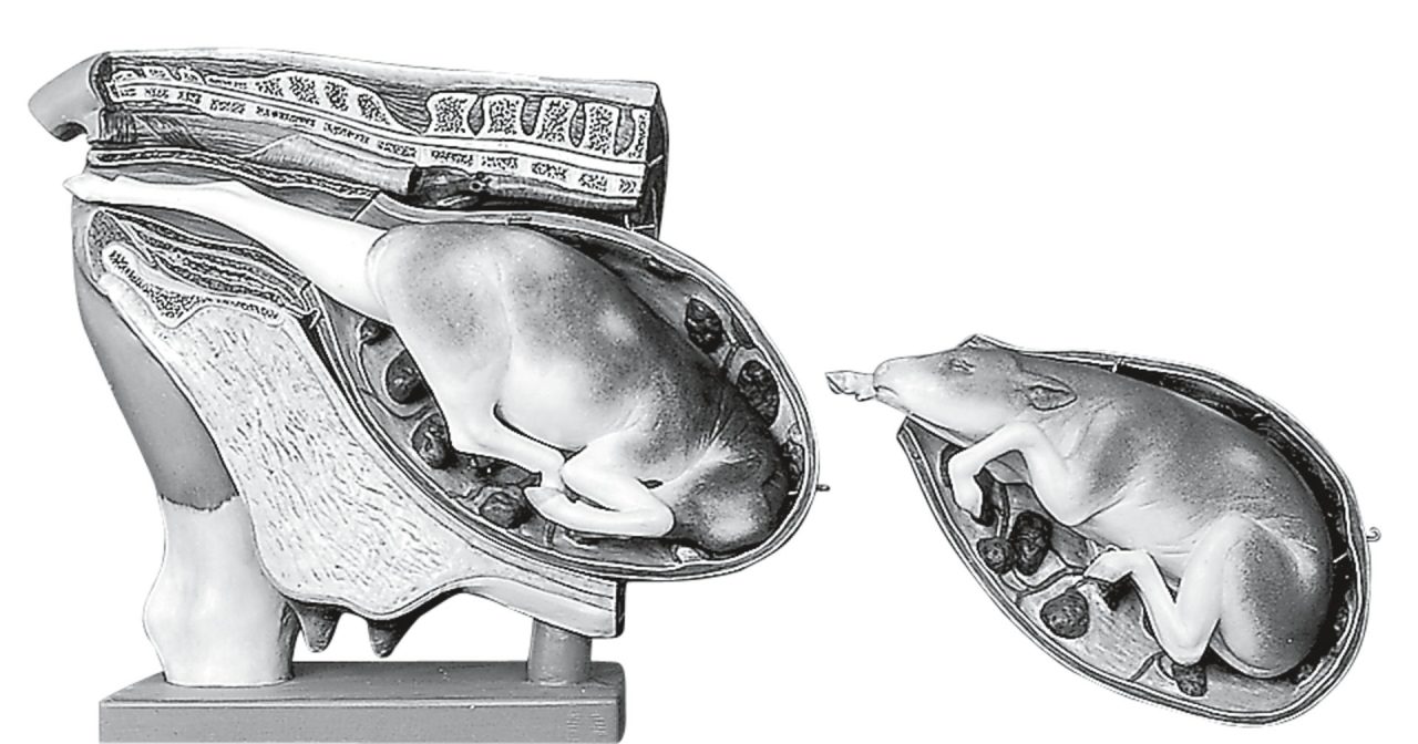 Cow - Female Pelvis With Interchangeable Uterus