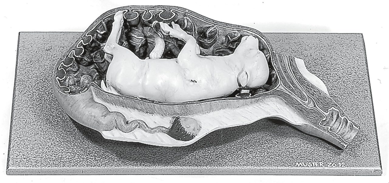 Uterus of the Cow