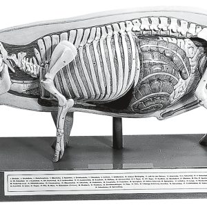 Model of the Pig for Demonstration