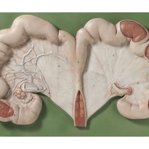 Uterus of the Pig With Fetus