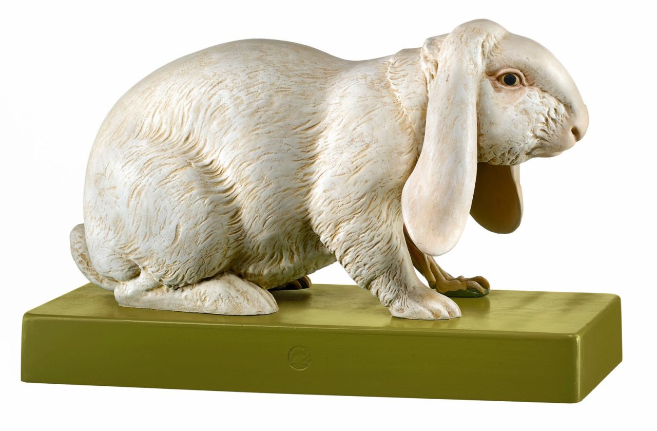 Domestic Rabbit