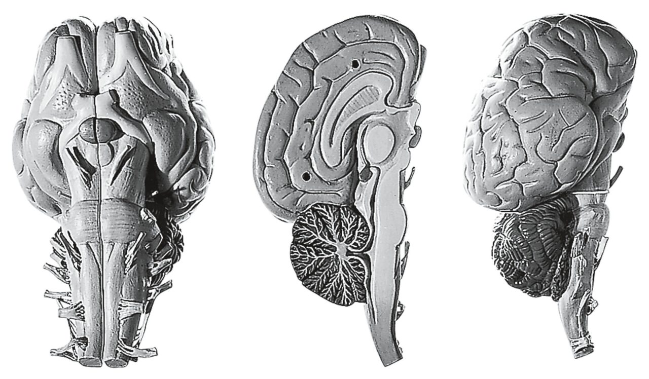 Brain of the Horse