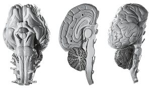 Brain of the Horse
