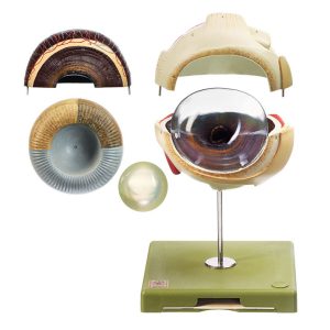 Eyeball of the Horse